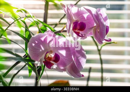 Close-up view of vibrant pink orchid flowers with intricate patterns, bathed in soft sunlight streaming through window blinds Stock Photo