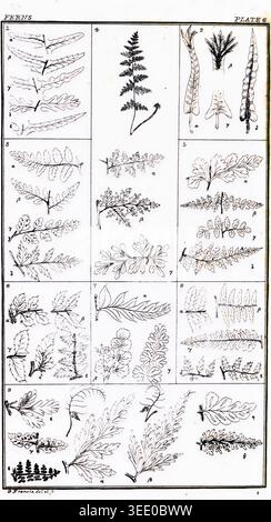 Botanical illustration displaying a diverse collection of fern fronds and leaves, detailing different species and their anatomical variations arranged in numbered plates. An analysis of the British ferns and their allies by Francis, George William, 1800-1865 Publication date 1837 Publisher: London, Simpkin, Marshall Stock Photo