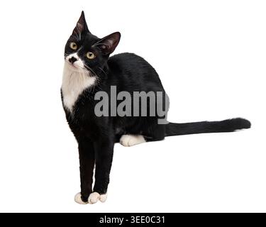 A charming tuxedo cat with striking green eyes and a white chest patch looks directly at the camera with an inquisitive head tilt Stock Photo