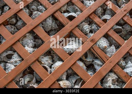 Seashells Beneath Wooden Lattice Decorative Texture Stock Photo