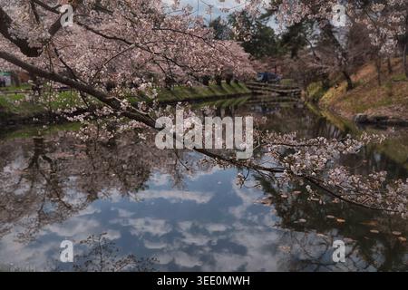 Delicate cherry blossom branches reflected on a calm river during spring bloom. Stock Photo