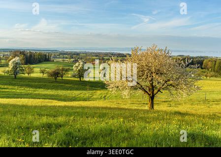Flowering cherry trees with view of Lake Constance, Roggwil, Canton of Thurgau, Switzerland Stock Photo