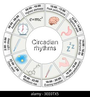 Circadian rhythm. Biological Clock. Sleep-wake cycle. Vector illustration. Medical infographic. Stock Vector