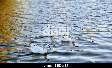 Tranquil Waterfowl Scene, Three White Geese Swimming Peacefully On Rippling Water In Merwedekanaal, Meerkerk Stock Photo