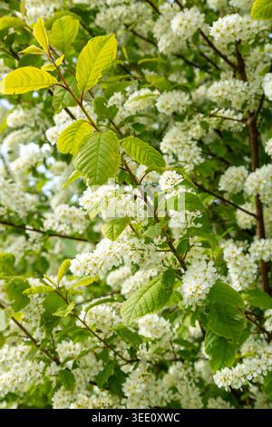 Prunus padus, known as bird cherry, hackberry, hagberry, or Mayday tree, is a flowering plant in the rose family Stock Photo
