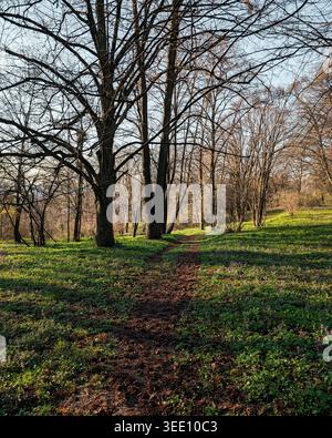 Path in a spring green forest. Narrow dirt trail winding through a forest in early spring. Sunlight illuminates patches of grass & purple wildflowers. Stock Photo