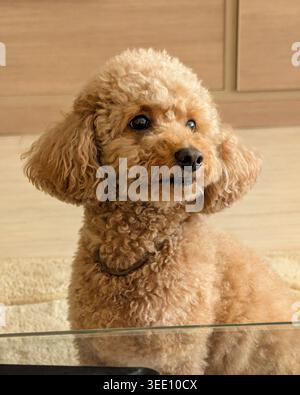 Portrait of an apricot miniature Poodle looking away. Groomed apricot poodle with curly fur, looking curiously to the side while sitting indoors. Stock Photo
