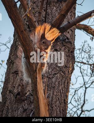 Red squirrel with large ear tufts eating on a tree. A portrait of a red squirrel with sitting in the crook of a tree, holding a nut in sunlight. Stock Photo