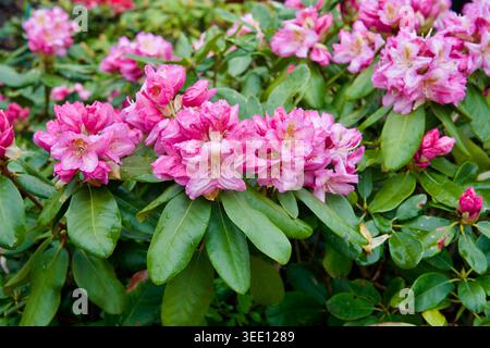 Close-up of pink Rhododendron flowers with raindrops on petals, lush evergreen shrub blooming in a spring garden after rain, vibrant floral display. Stock Photo