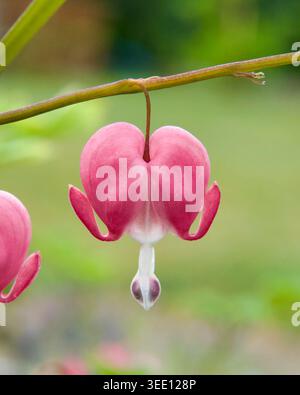 Macro shot of a single pink heart-shaped Bleeding Heart flower (Lamprocapnos spectabilis) hanging on a stem against a soft green blurred background. Stock Photo
