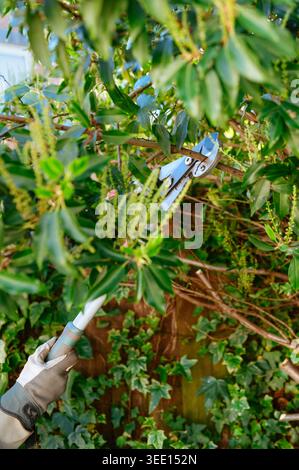 Close view of loppers cutting green branches inside dense shrub Stock Photo