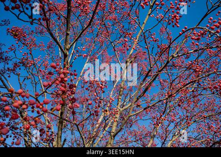 Red-pink berries on a Korean mountain ash tree in autumn Stock Photo