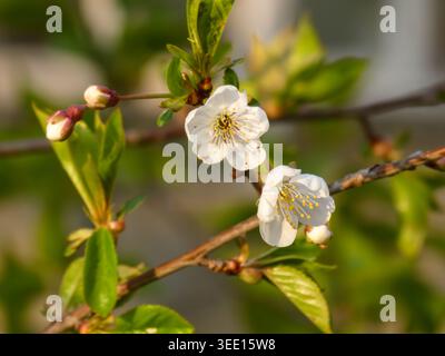 White cherry blossoms blooming on a branch in European countrysi Stock Photo