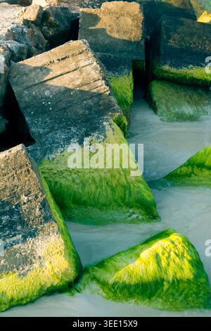Green Mossy Rocks on Sea Shore Stock Photo