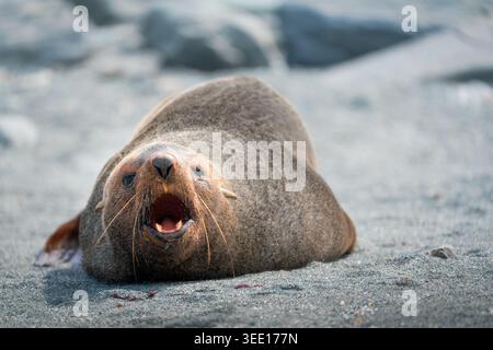 View of an Antarctic fur seal lying on a grey pebble beach with its mouth wide open Antarctica. Stock Photo