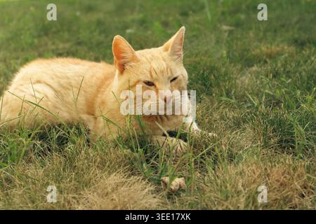 Ginger cat in grass outdoor. Ginger tabby cat resting on a green grass in the garden. A happy orange tabby cat enjoying life. Stock Photo