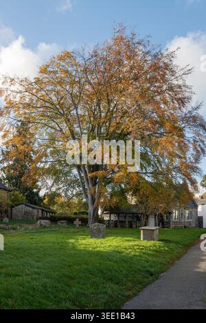 A magnificent mature beech tree with colourful autumn foliage, in the churchyard of St Andrew's Church, Presteigne, Powys UK Stock Photo