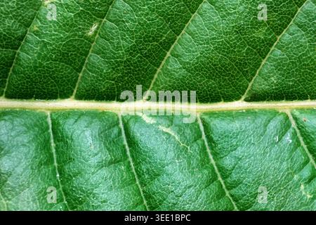Close-up macro photograph of a green leaf highlighting the central vein, intricate cellular texture and natural pattern. Versatile botany image useful Stock Photo