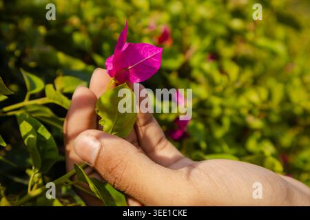 Close-up of a persons hand gently holding a pink flower bud surrounded by green foliage in natural light. Stock Photo