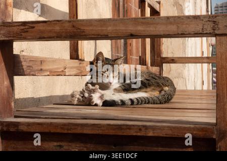 Street cat sitting stretching claws on a wooden bench in Dubai, UAE. Stock Photo