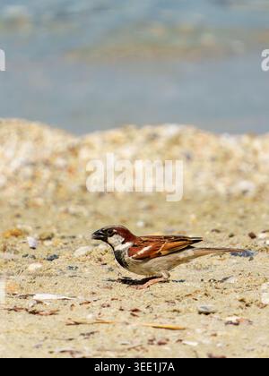 A male house sparrow (Passer domesticus) stands on sandy beach ground with scattered shells and small pebbles. Stock Photo