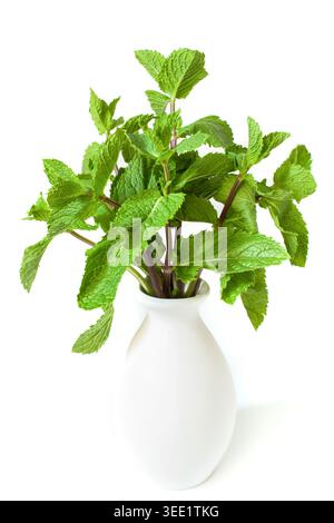 Fresh green mint leaves bouquet in white vase isolated on white background Stock Photo