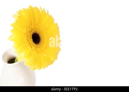 Single yellow gerbera daisy flower in white ceramic vase isolated on white background with large copy space Stock Photo