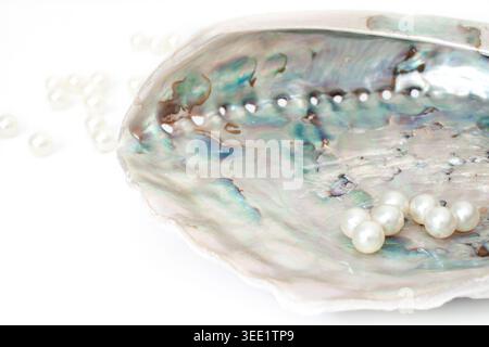 White pearls inside iridescent nacreous abalone sea shell isolated on white background with copy space Stock Photo