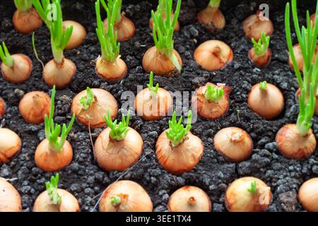 Green onions sprouting from flower bulbs in small indoor soil planter box on windowsill Stock Photo