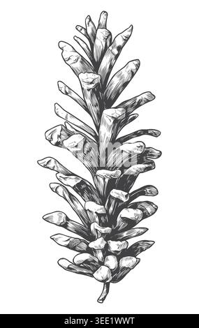 A very slender, open-scaled conifer cone detailed in a beautiful vintage engraving style. This vector element is perfect for woodsy aesthetic branding Stock Vector