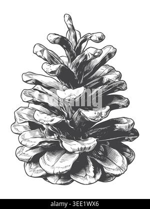 A sturdy, closed pine cone illustration crafted in a detailed classical engraving style. Suited for premium organic packaging, forestry logos, and ele Stock Vector