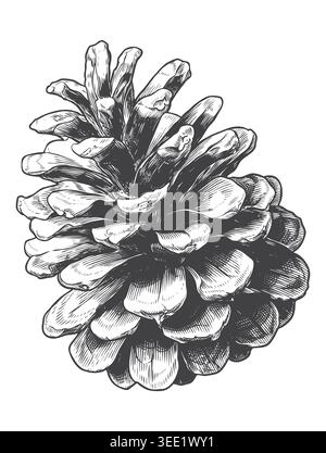 A wide-open pine cone botanical illustration rendered with fine engraving lines. This vintage vector is perfect for organic skincare branding, rustic Stock Vector