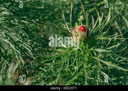 Ladybug destroys insects on thin-leaved peony bud, in sun light. Peony and ladybug. Spring flowering. May. Green natural view. Stock Photo
