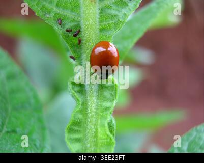 Biological pest control ladybird beetle hunting aphids on a plant stem Stock Photo