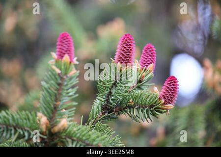 Young pink spruce cones blooming on pine tree branch Stock Photo