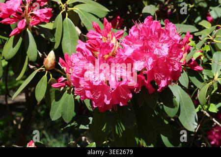 Rhododendron 'Cynthia'. Close up of striking conical trusses of deep rose pink rhododendron flowers in spring. Stock Photo