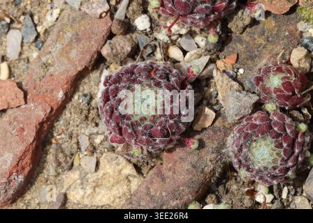 Sempervivum arachnoideum × pittonii, Close up compact, tight rosette of spiral cobweb houseleek leaves with green centre, purple edges and silky hairs Stock Photo