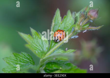 Bio Diversity - Coccinella septempunctata - Ladybug on a Green Leaf with many Insects nearby High quality photo Stock Photo