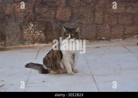 Beautiful long-haired stray cat sitting on a stone pavement against an old wall Stock Photo