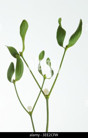 Viscum album. Mistletoe isolated on white background. cut out. UK Stock Photo