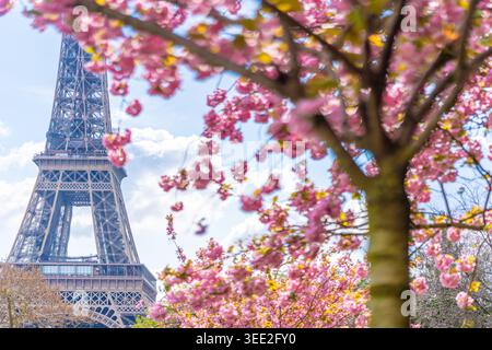 Eiffel Tower framed by vibrant pink cherry blossoms during springtime in Paris.  Stock Photo