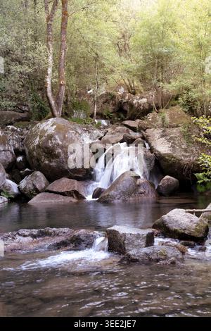 Forest stream flows over large rocks forming small waterfalls and pools in a natural setting Stock Photo