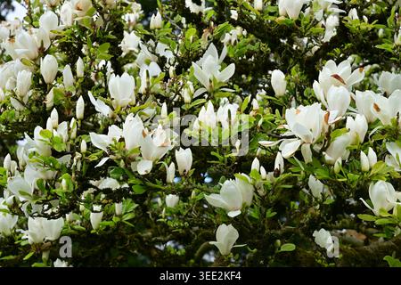 White magnolia blossoms and buds covering mossy branches in spring Stock Photo
