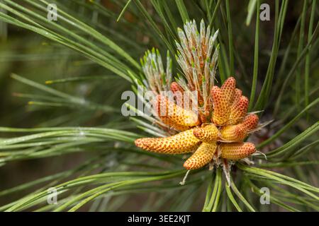 Close-up of young yellow-orange pine pollen cones on a green pine branch. Stock Photo