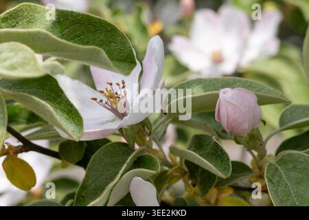Delicate white-pink apple blossoms with green leaves on a flowering branch Stock Photo