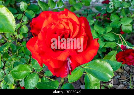 Close-up of a beautiful red rose Stock Photo