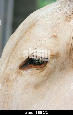 Close-Up of Cow Eye with Soft Natural Light. Detailed macro shot of a cow’s eye showcasing delicate eyelashes, smooth skin texture, and natural tones. Stock Photo