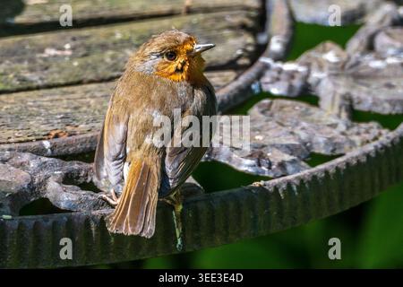 A Robin redbreast rests on a decorative garden table, basking in the gentle sunlight. Its vibrant feathers catch the eye, creating a serene moment in Stock Photo