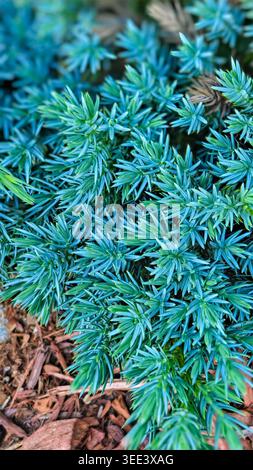 Detailed studio shot captures juniperus squamata "blue star" needles and texture. Illustrates freshness with shades of green, blue and brown bark ch Stock Photo