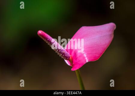 calla lily perennial plant Beatrix Calla Lily